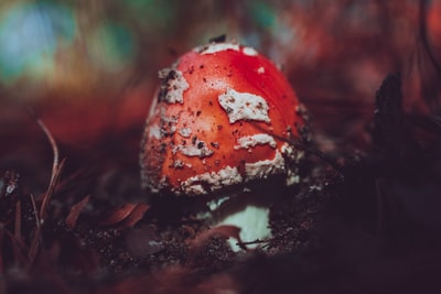 选择聚焦摄影红色的真菌
